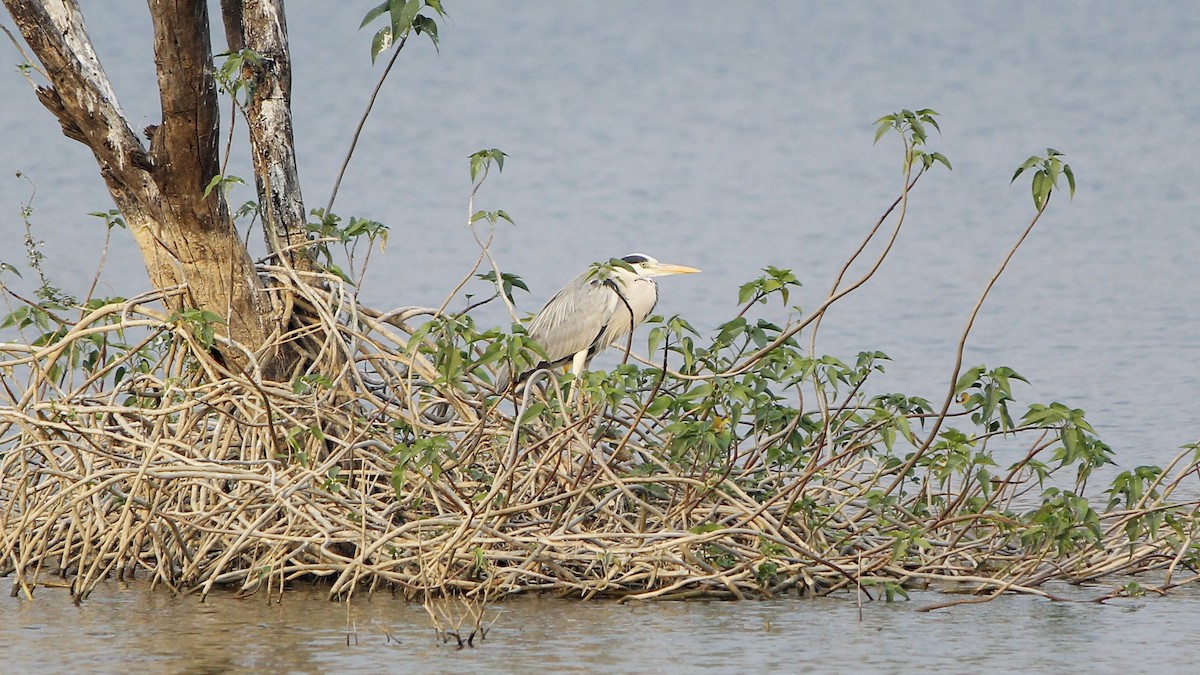 volavka popelavá - ML649384117