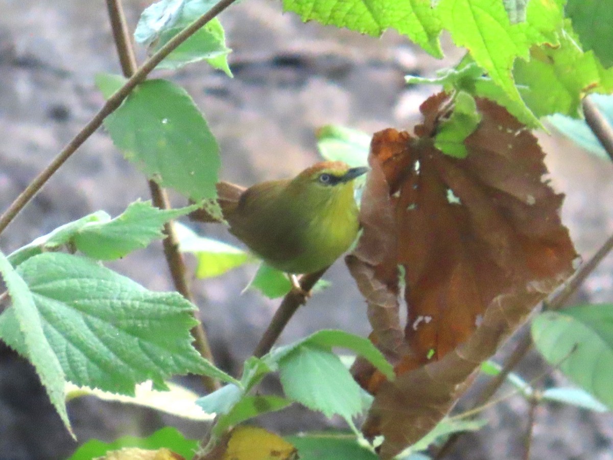 Pin-striped Tit-Babbler - ML649384121