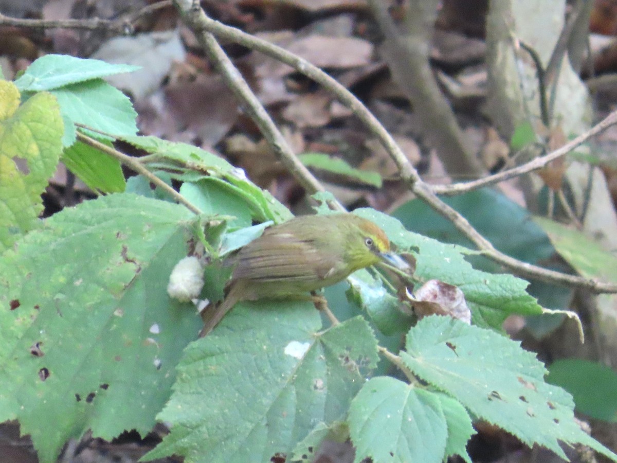 Pin-striped Tit-Babbler - ML649384122