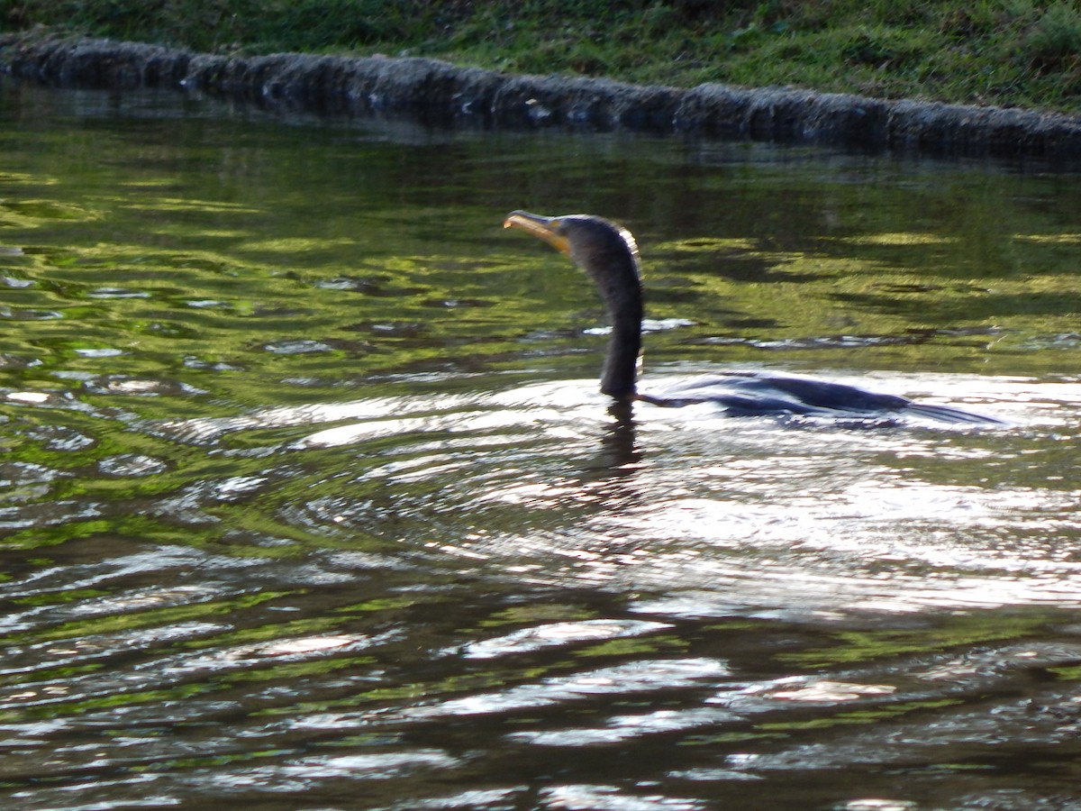 kormorán ušatý - ML649384124