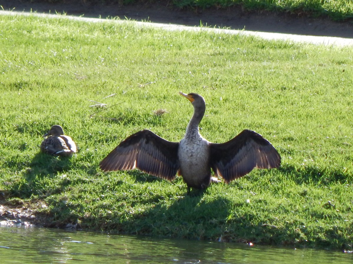 kormorán ušatý - ML649384125