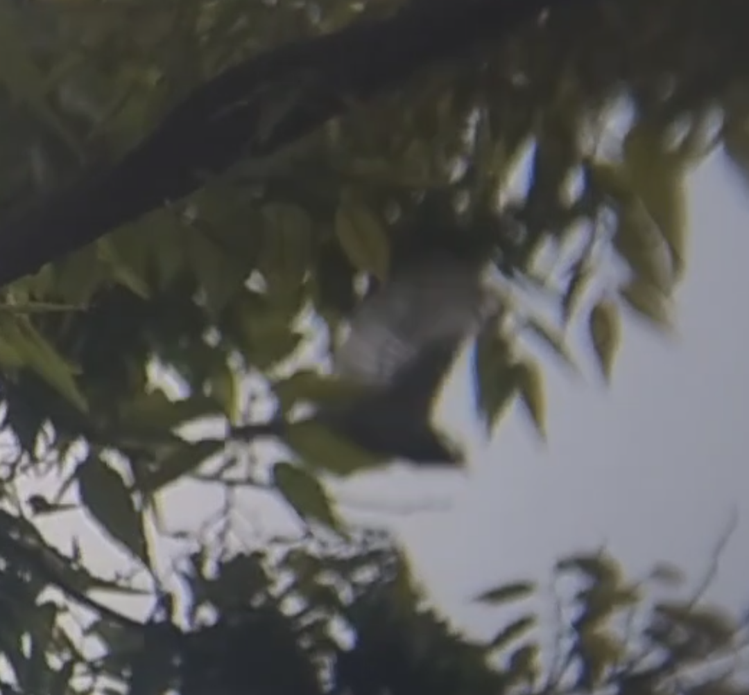 sýkora popelavá - ML649384128