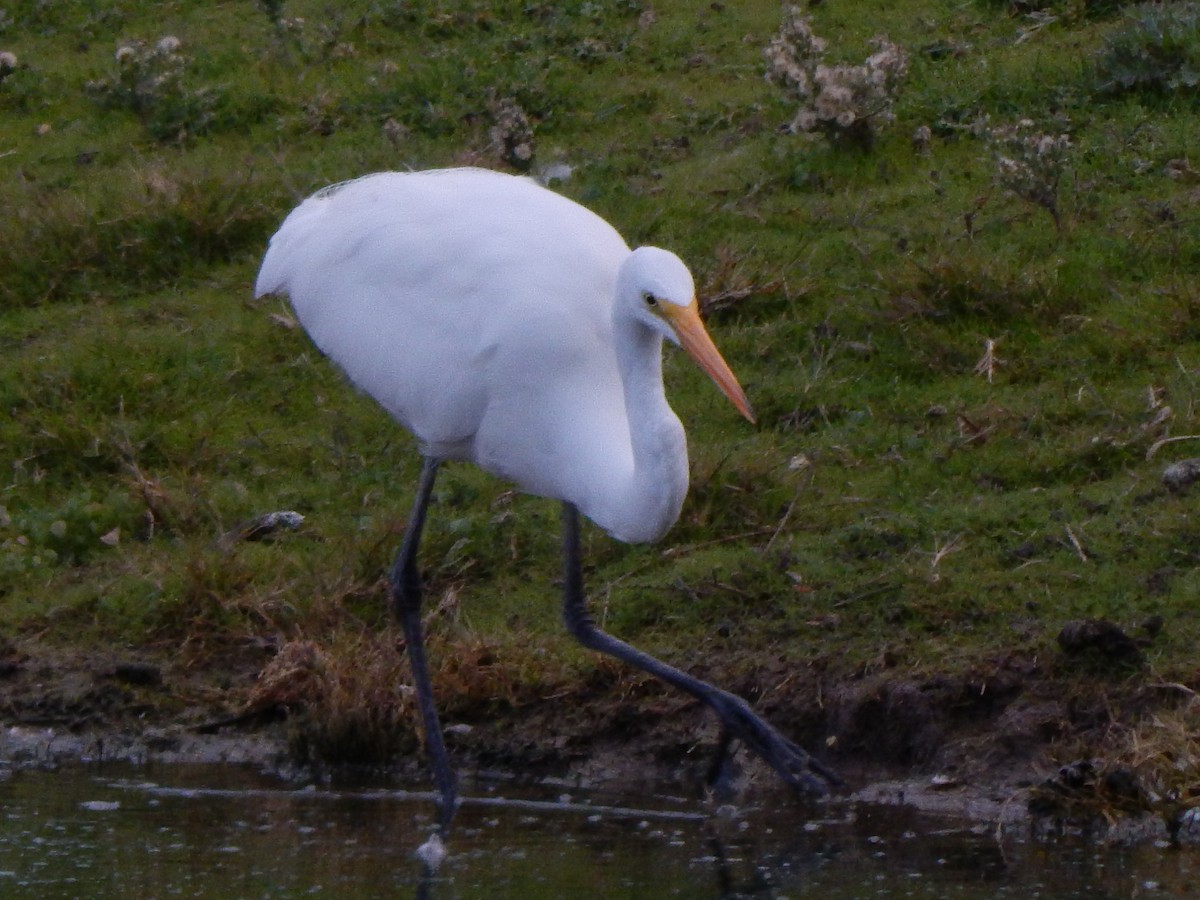 volavka bílá - ML649384132