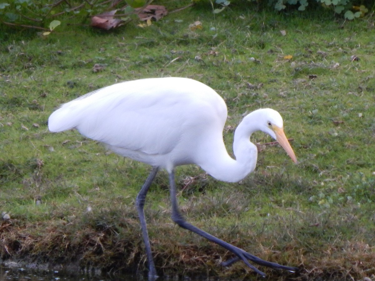 volavka bílá - ML649384133