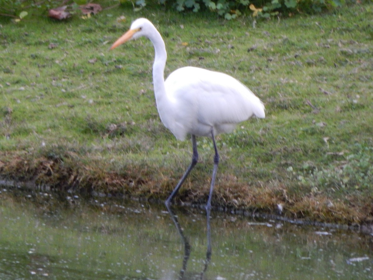 volavka bílá - ML649384134