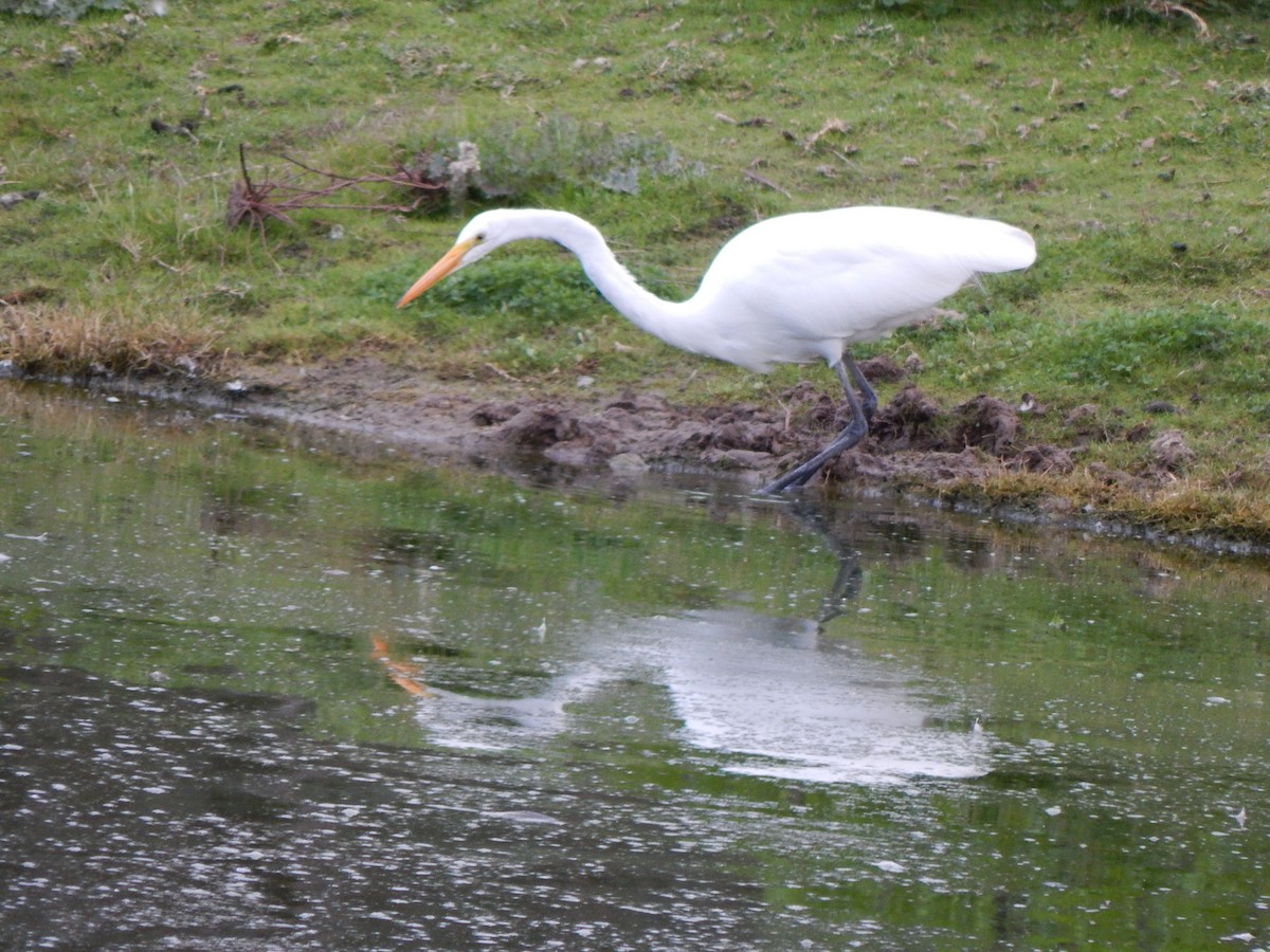 volavka bílá - ML649384135