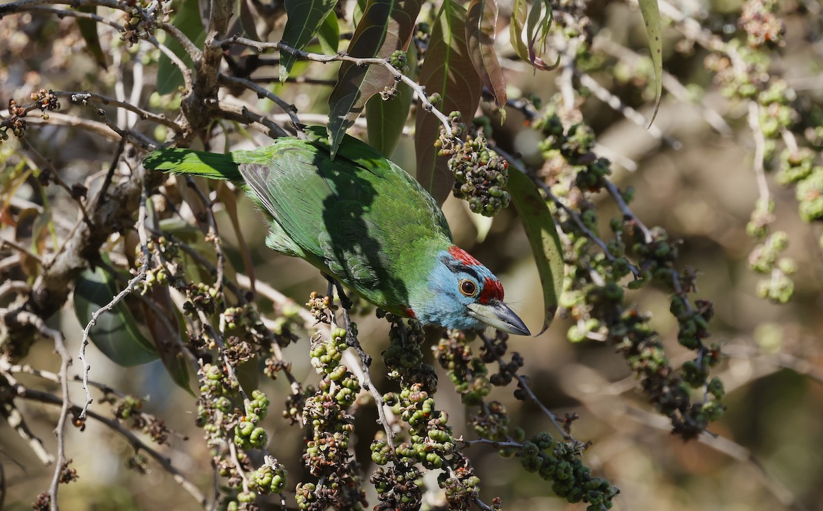 barbet modrolící - ML649384136