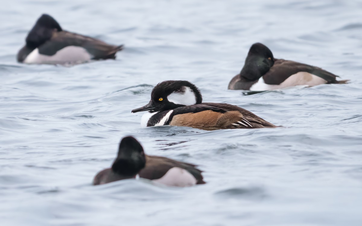 morčák chocholatý - ML649384137