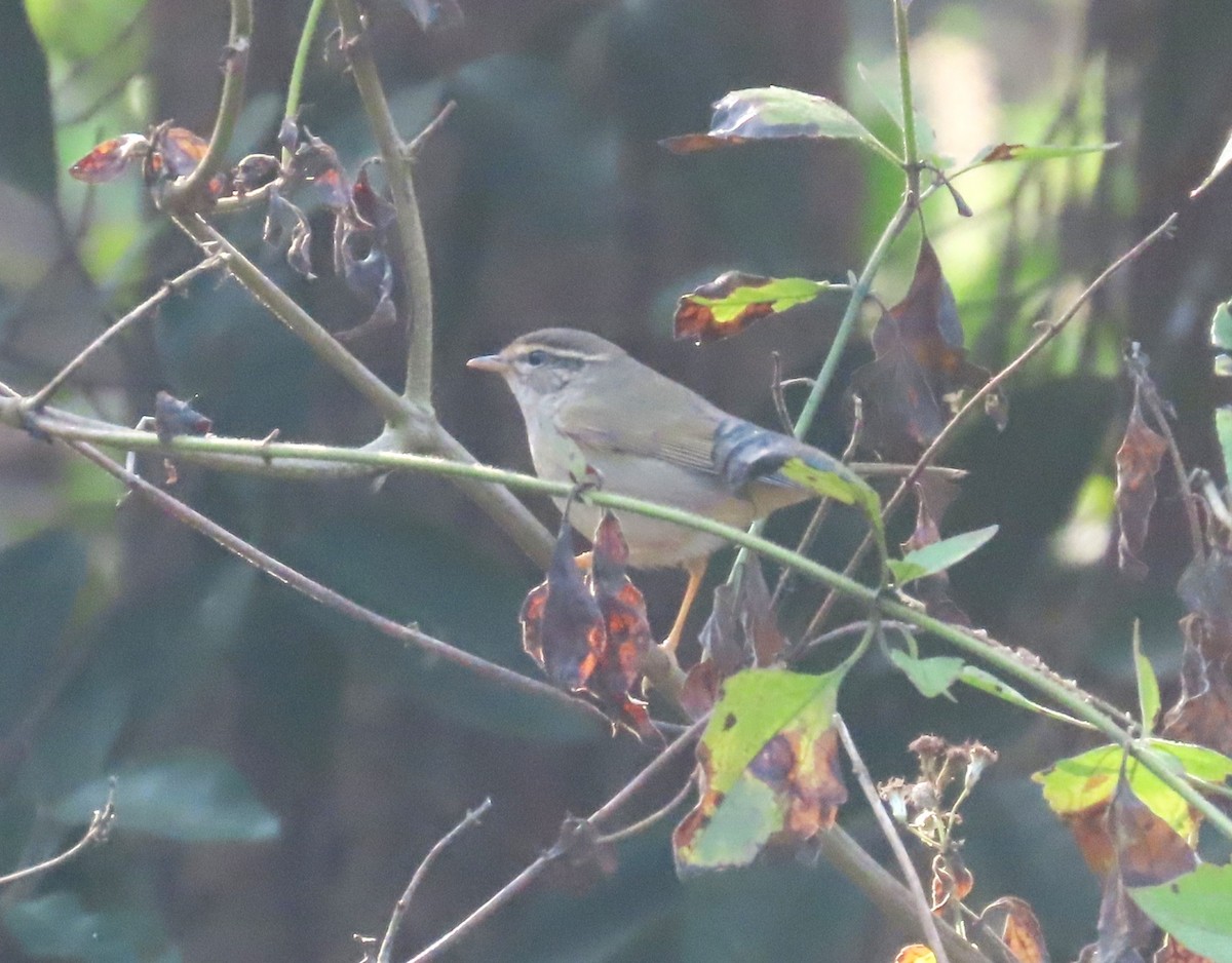 budníček temný - ML649384139