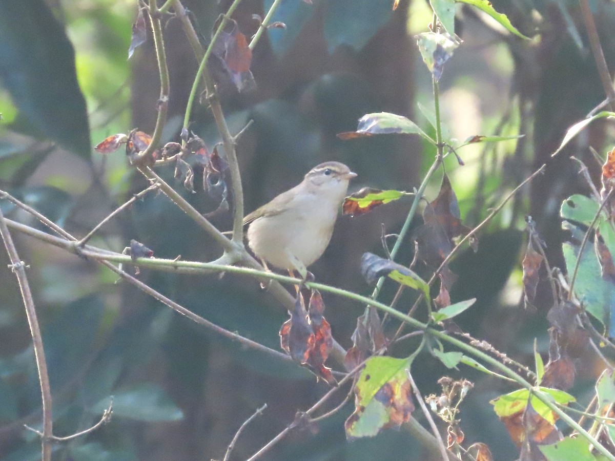 budníček temný - ML649384140