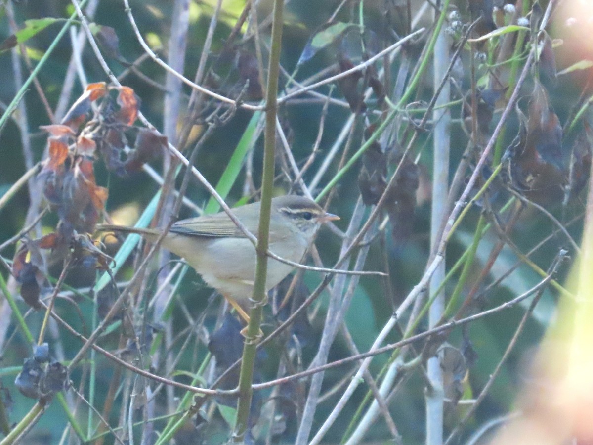 budníček temný - ML649384141