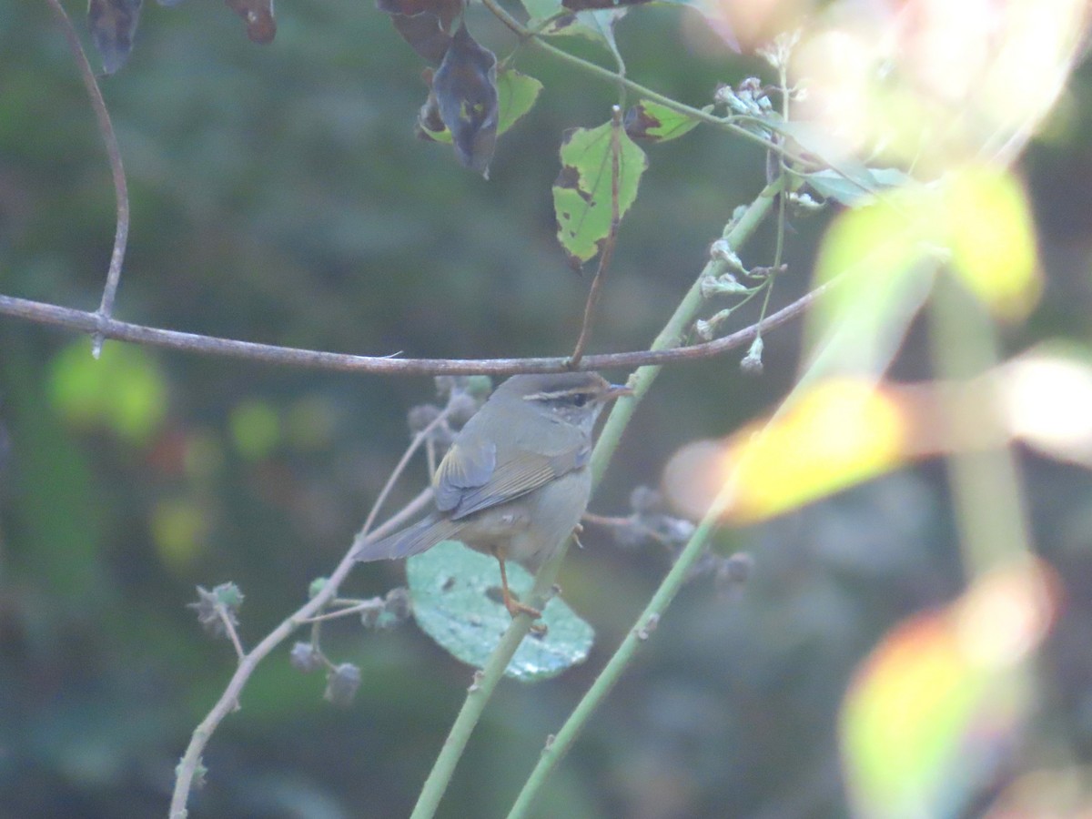 budníček temný - ML649384142