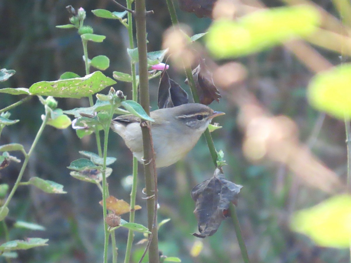 budníček temný - ML649384143