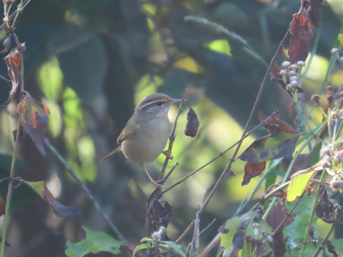budníček temný - ML649384144