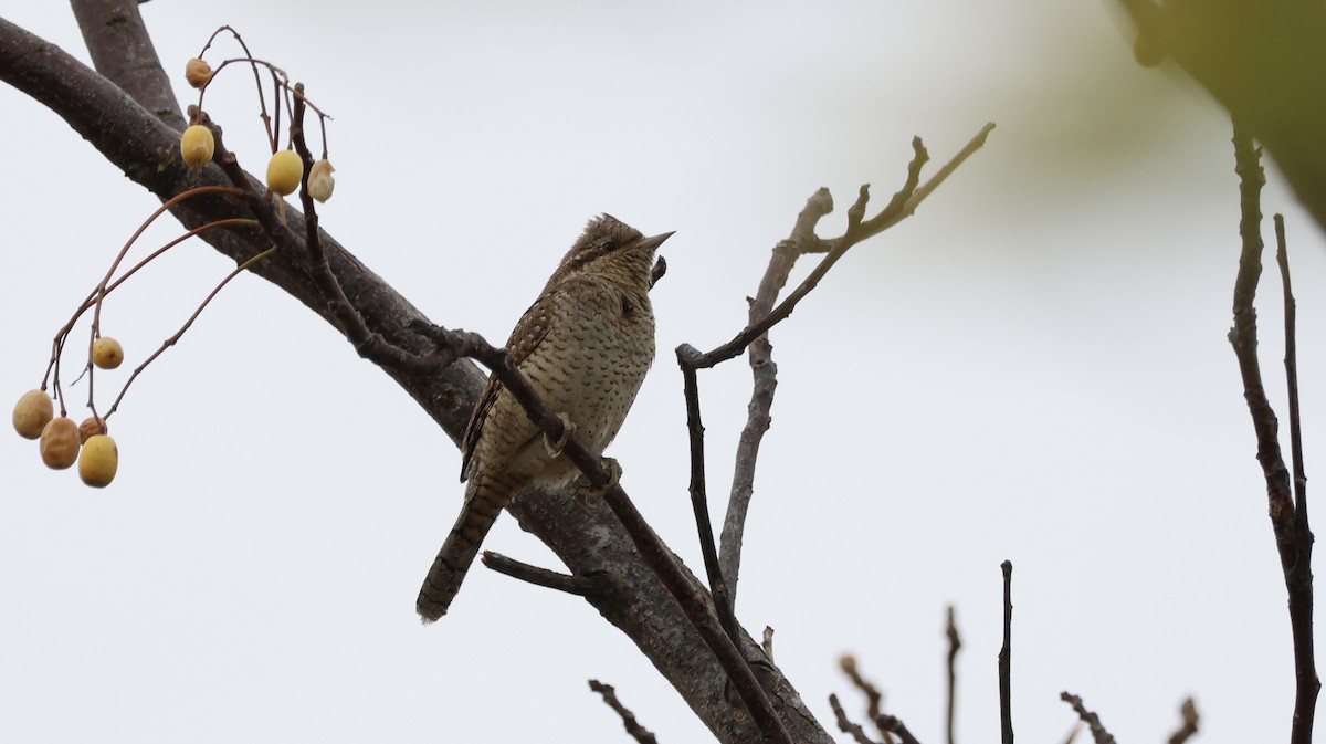 krutihlav obecný - ML649384146