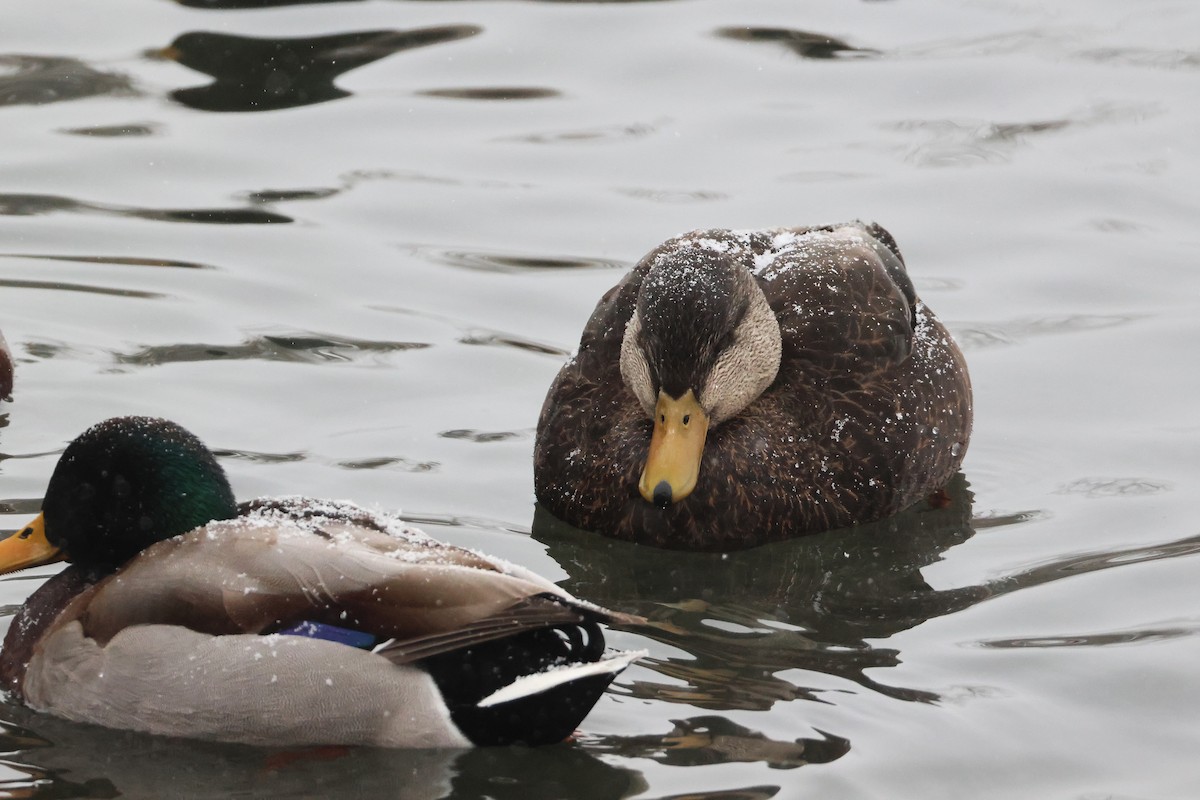 kachna tmavá - ML649384147