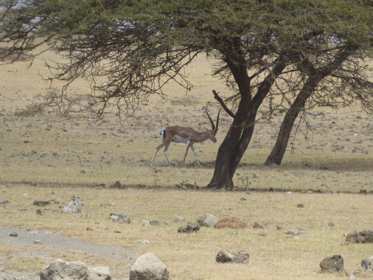 Animals - ML649384149