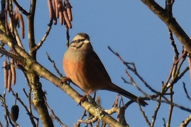 strnad viničný - ML649384150