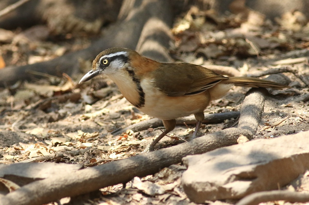 Lesser Necklaced Laughingthrush - ML649384152