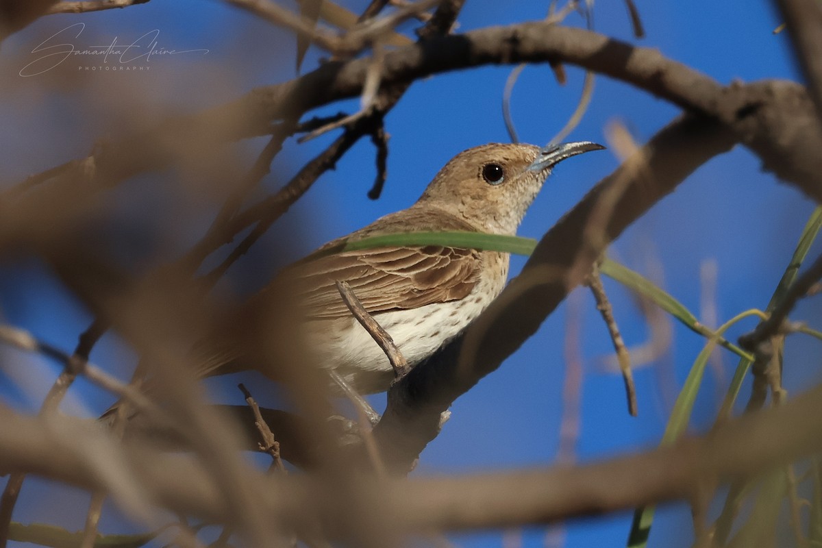 Pied Honeyeater - ML649384344