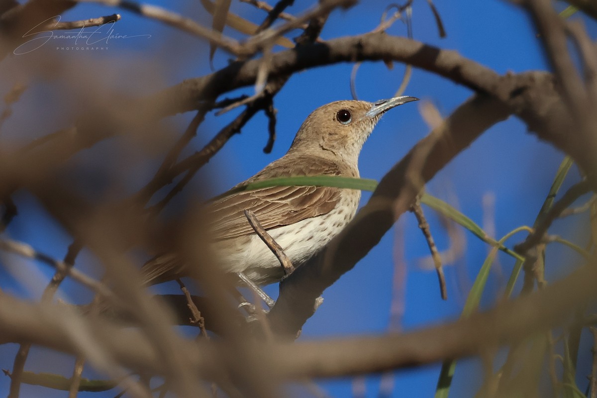 Pied Honeyeater - ML649384345