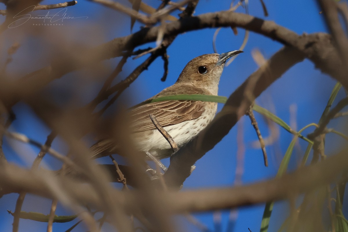 Pied Honeyeater - ML649384346
