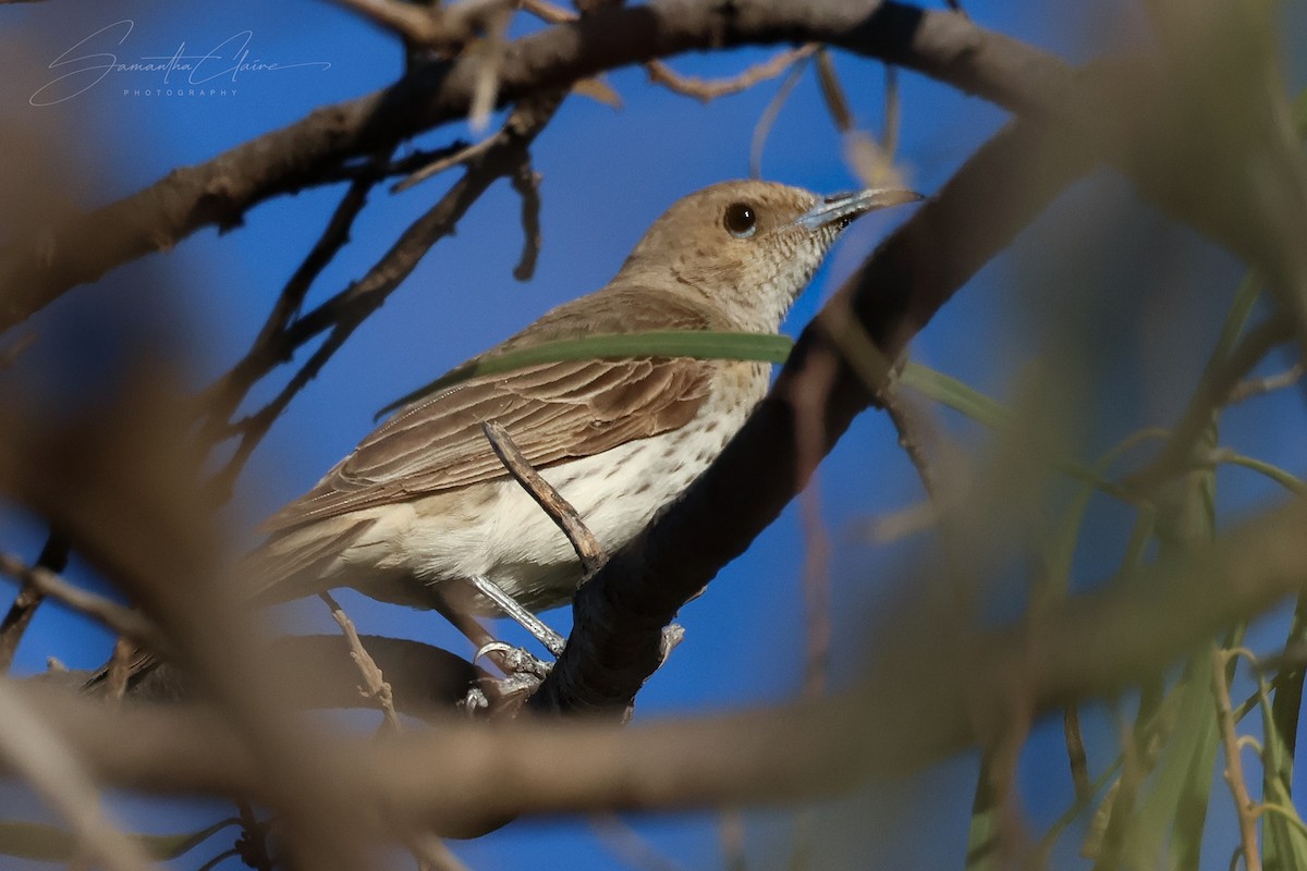 Pied Honeyeater - ML649384347