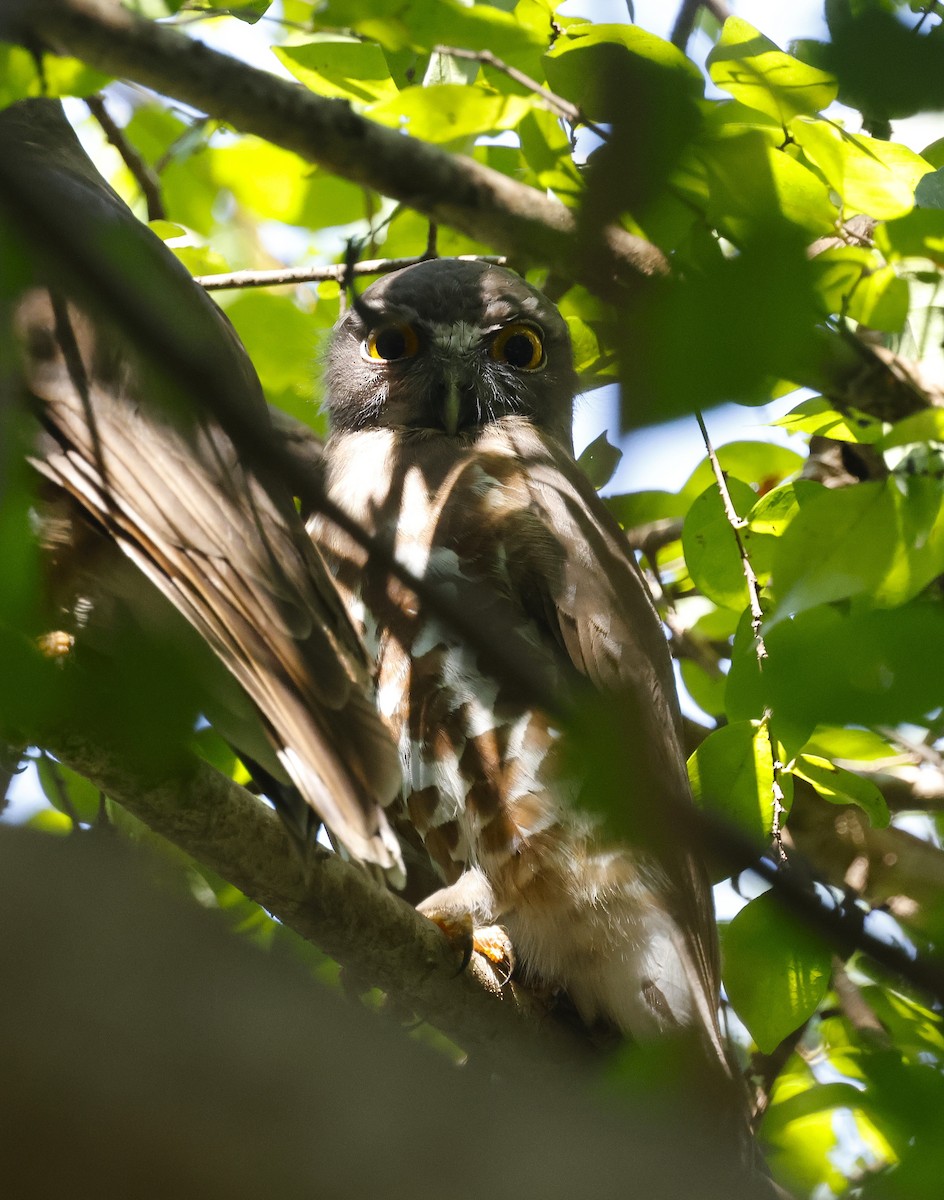 Сова-голконіг далекосхідна - ML649384508