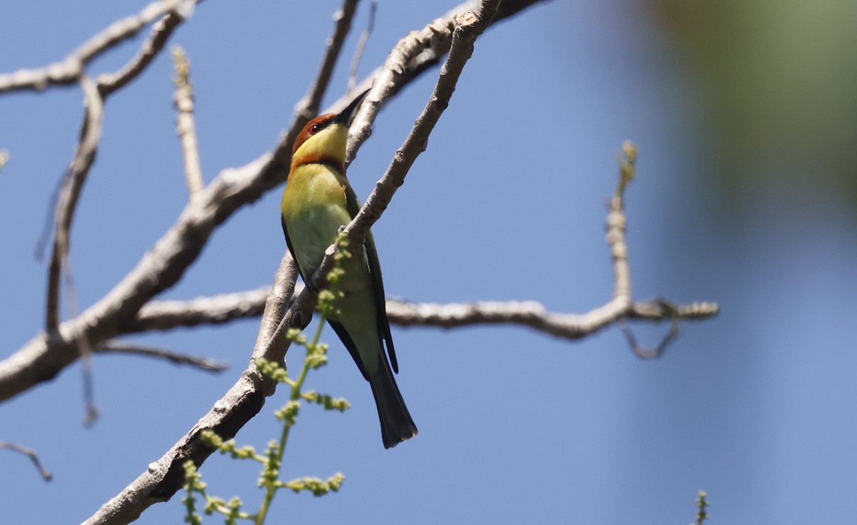Бджолоїдка індійська - ML649384510
