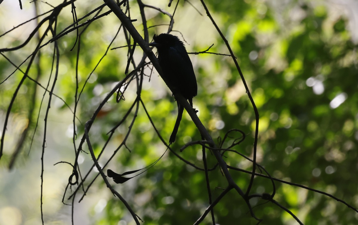 Дронго великий - ML649384512