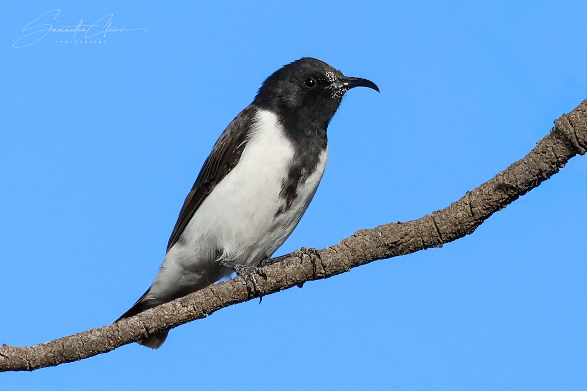 Black Honeyeater - ML649384690