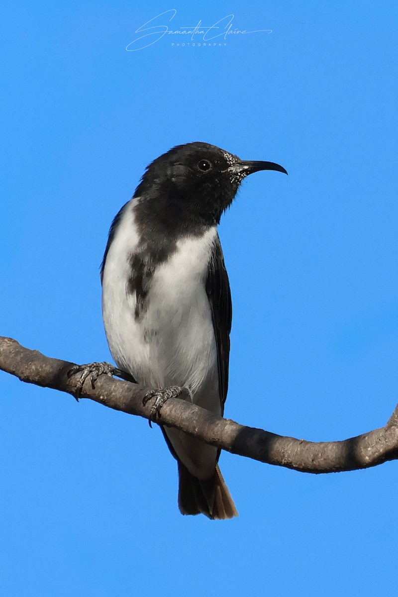 Black Honeyeater - ML649384691