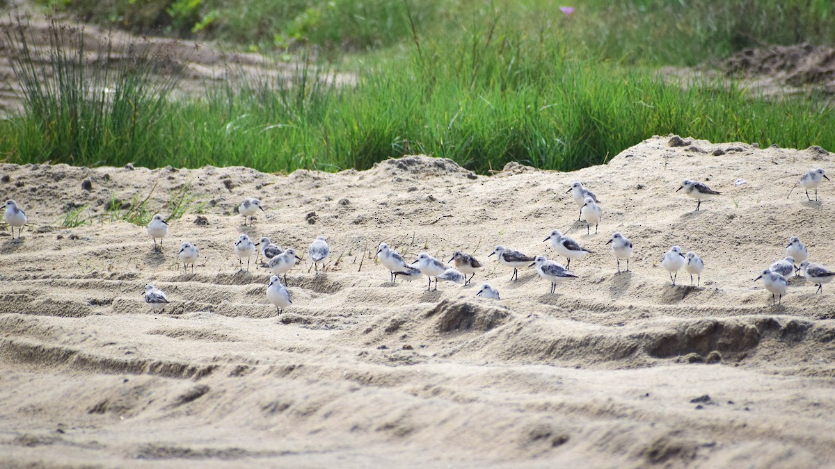 jespák písečný - ML649384835