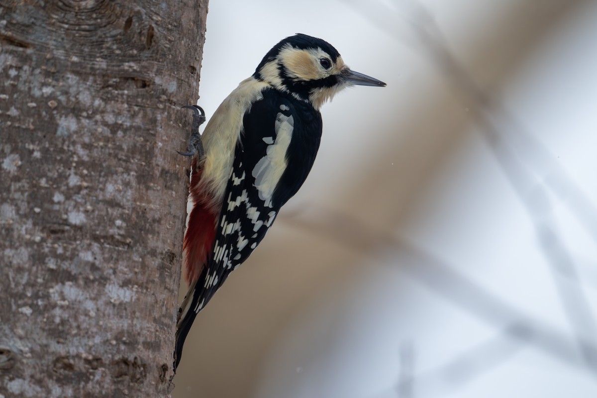 Great Spotted Woodpecker - ML649385372