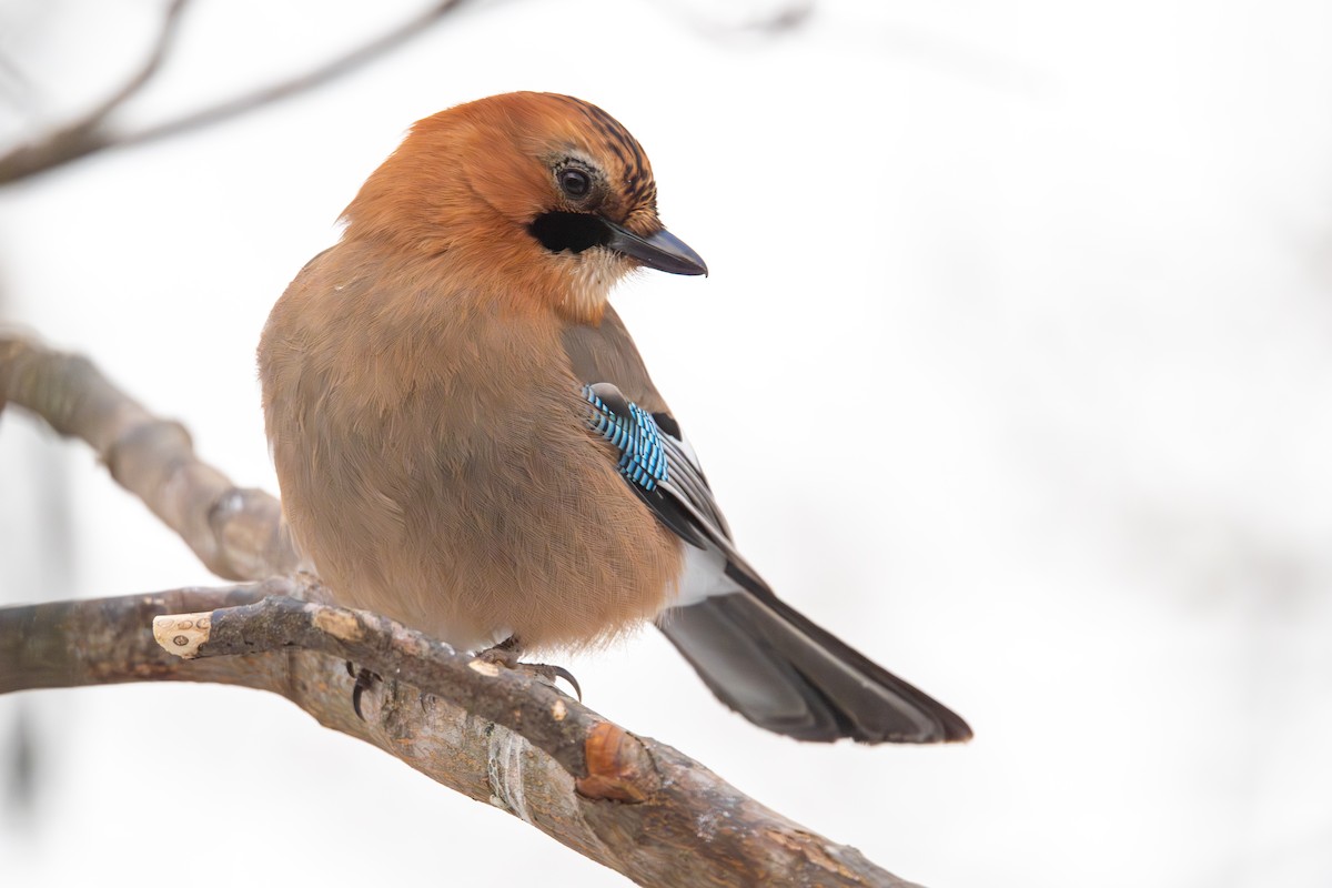 松鴉(brandtii群) - ML649385378