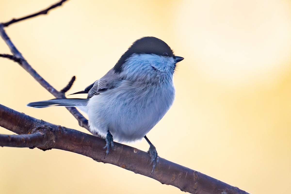Marsh Tit - ML649385382