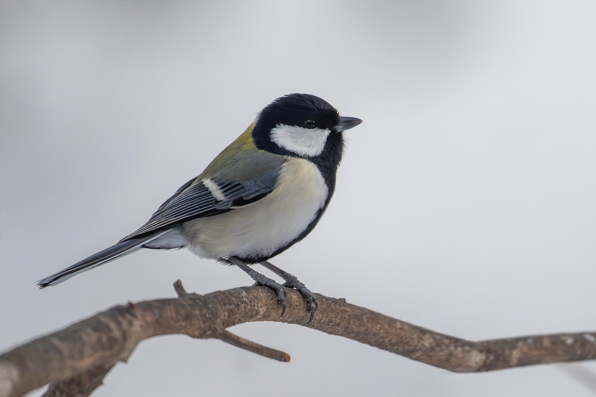 白頰山雀 - ML649385391