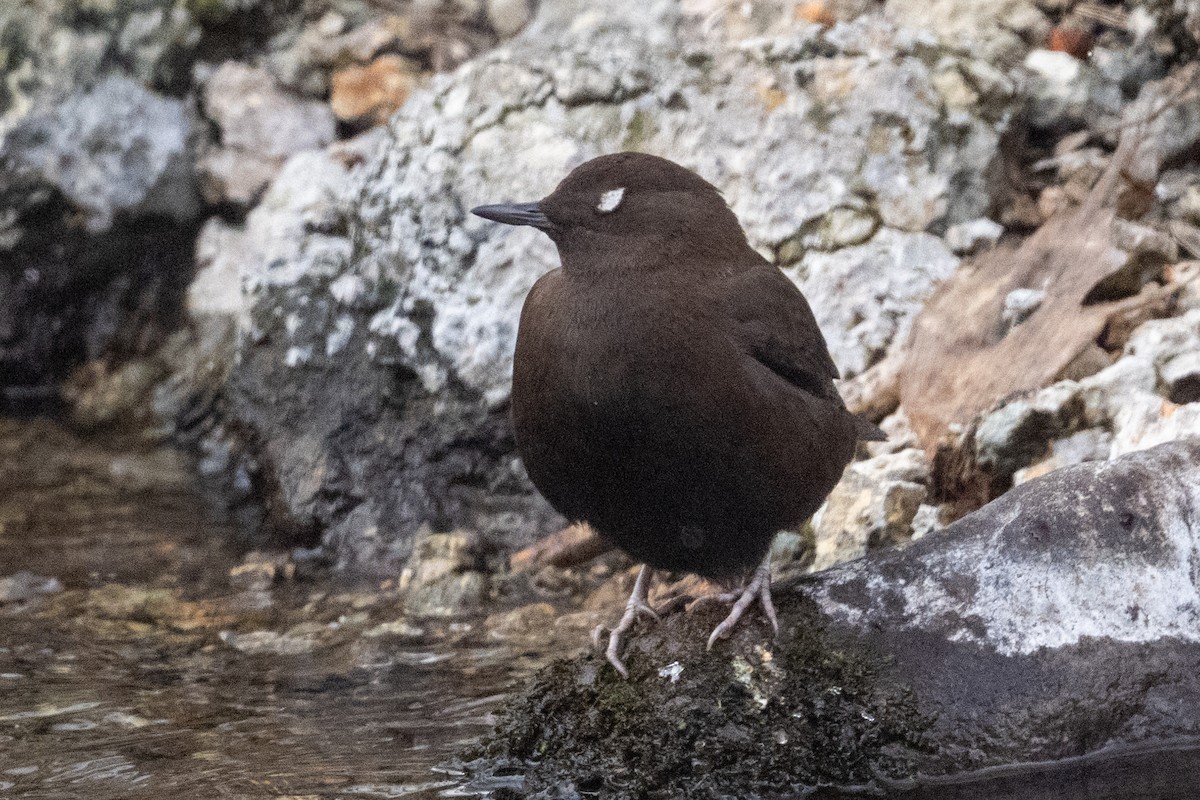 河烏 - ML649385400