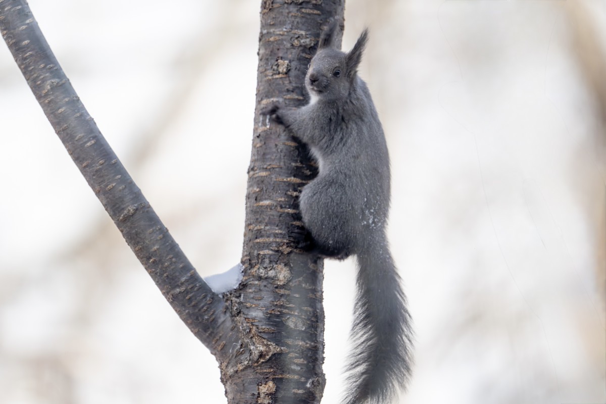 歐亞紅松鼠 - ML649385414