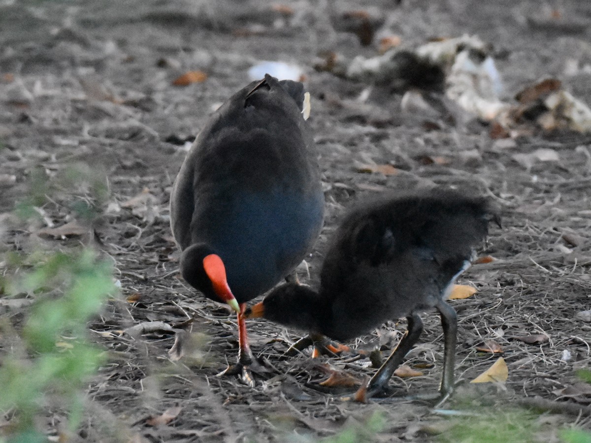 Dusky Moorhen - ML649385499
