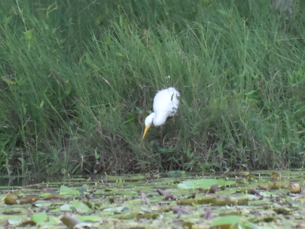 Plumed Egret - ML649385518