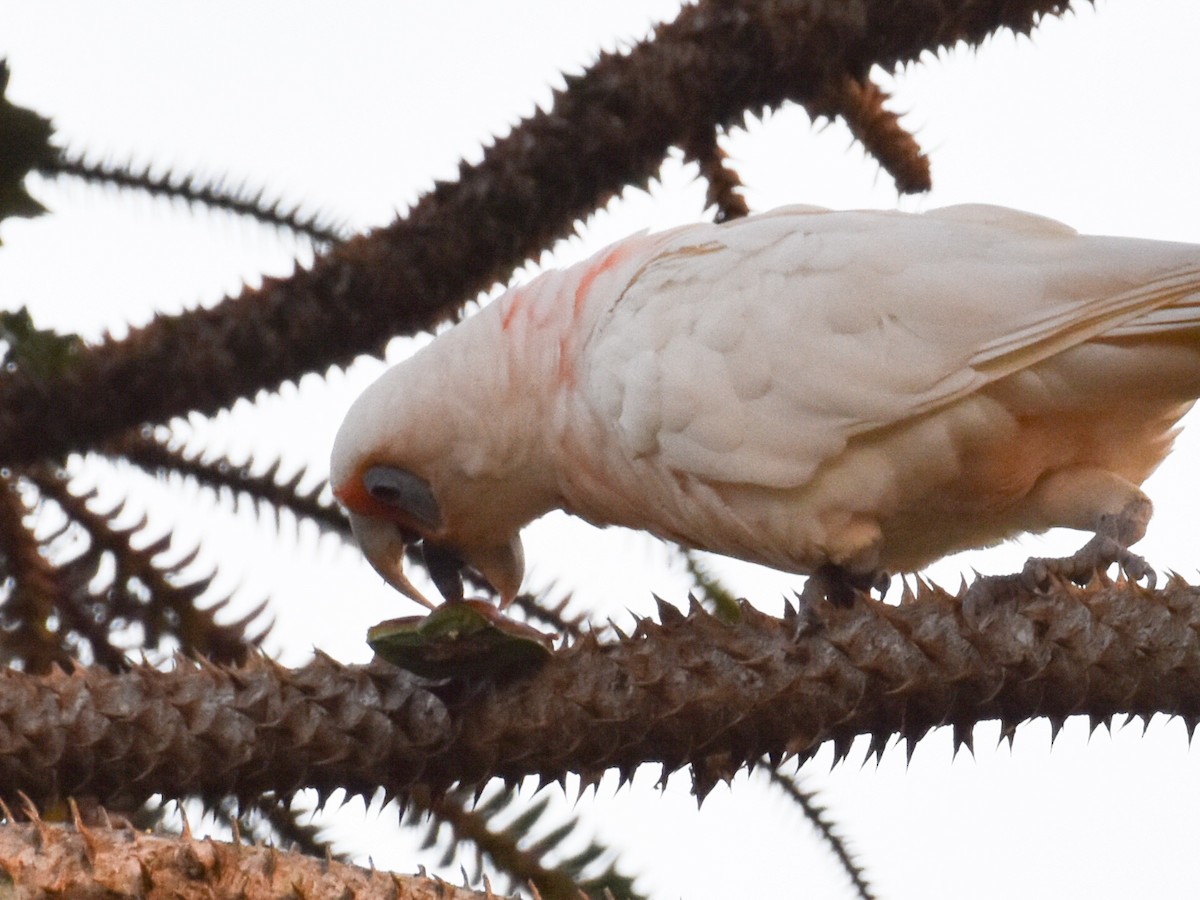 Long-billed Corella - ML649385520