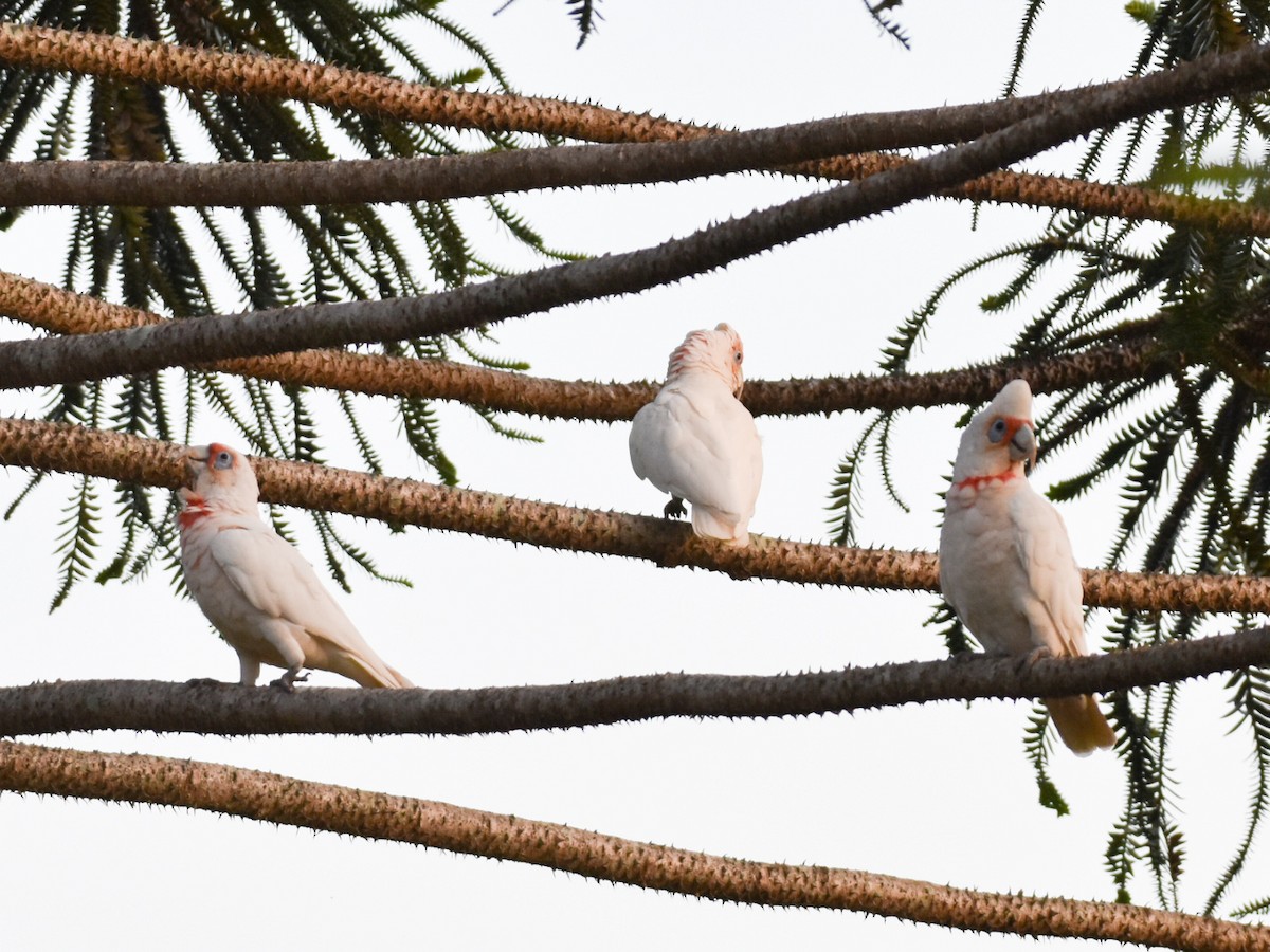 Long-billed Corella - ML649385521