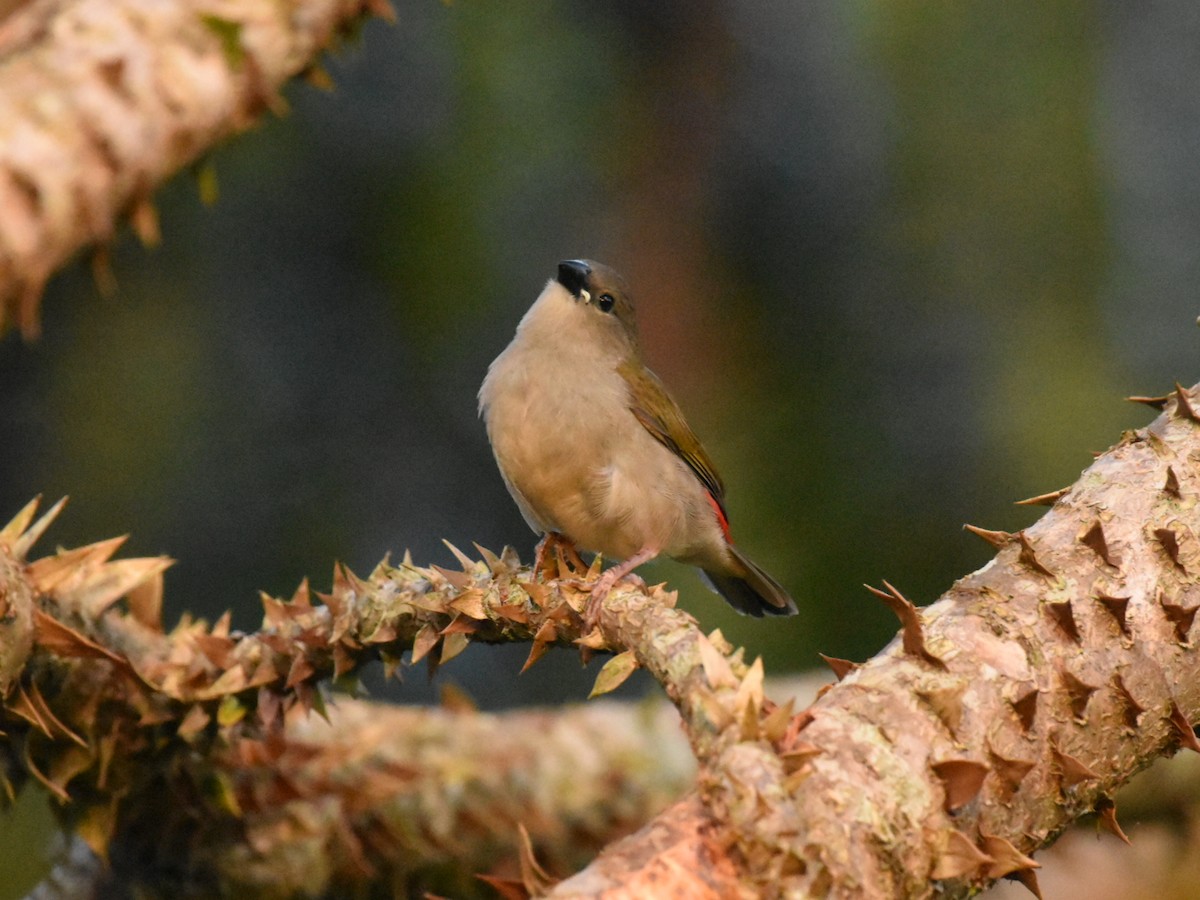 Red-browed Firetail - ML649385524