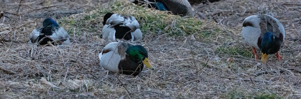Mallard - 민호Min-Ho 김Kim