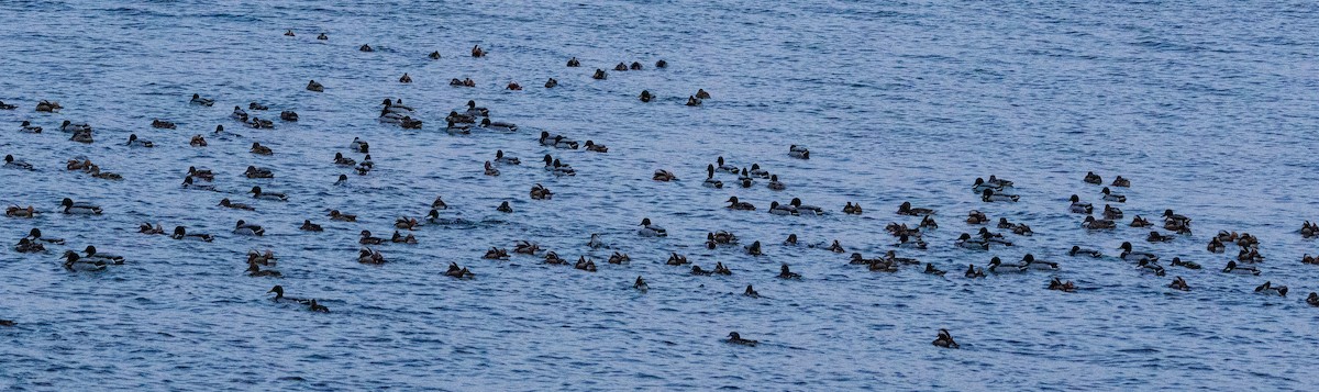 Mallard - ML649385625