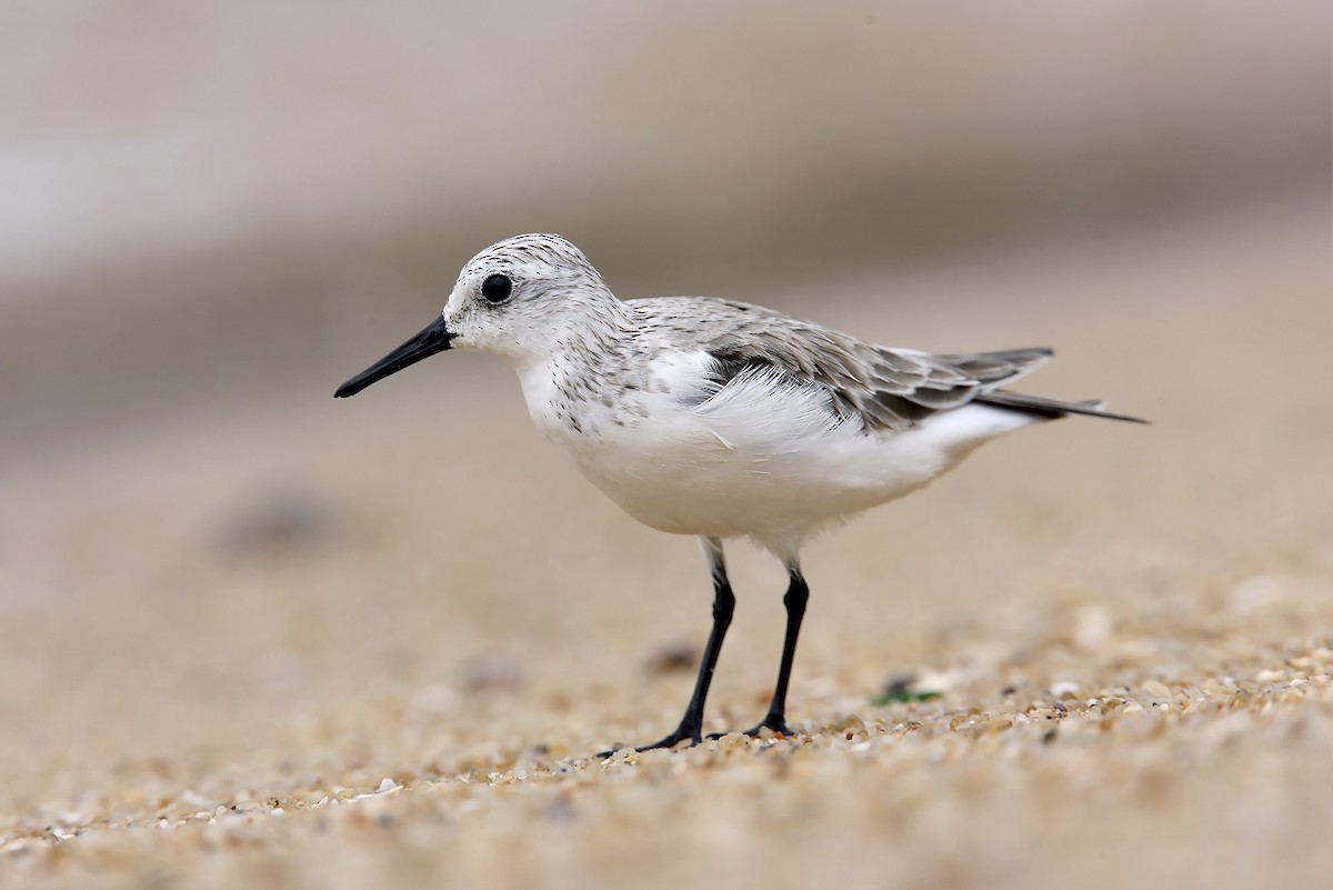 jespák písečný - ML649385633