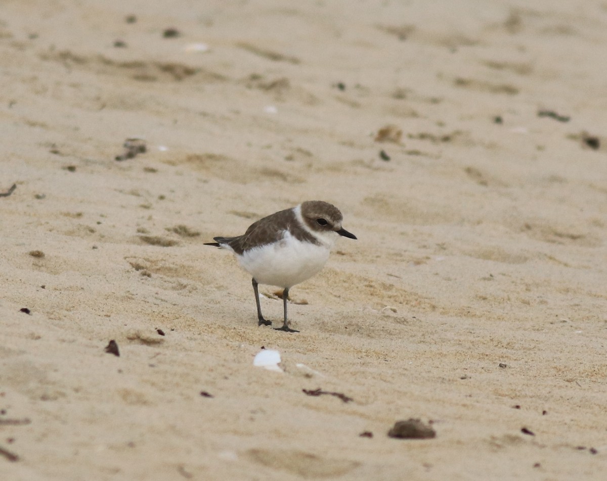 Kentish Plover - ML649385703