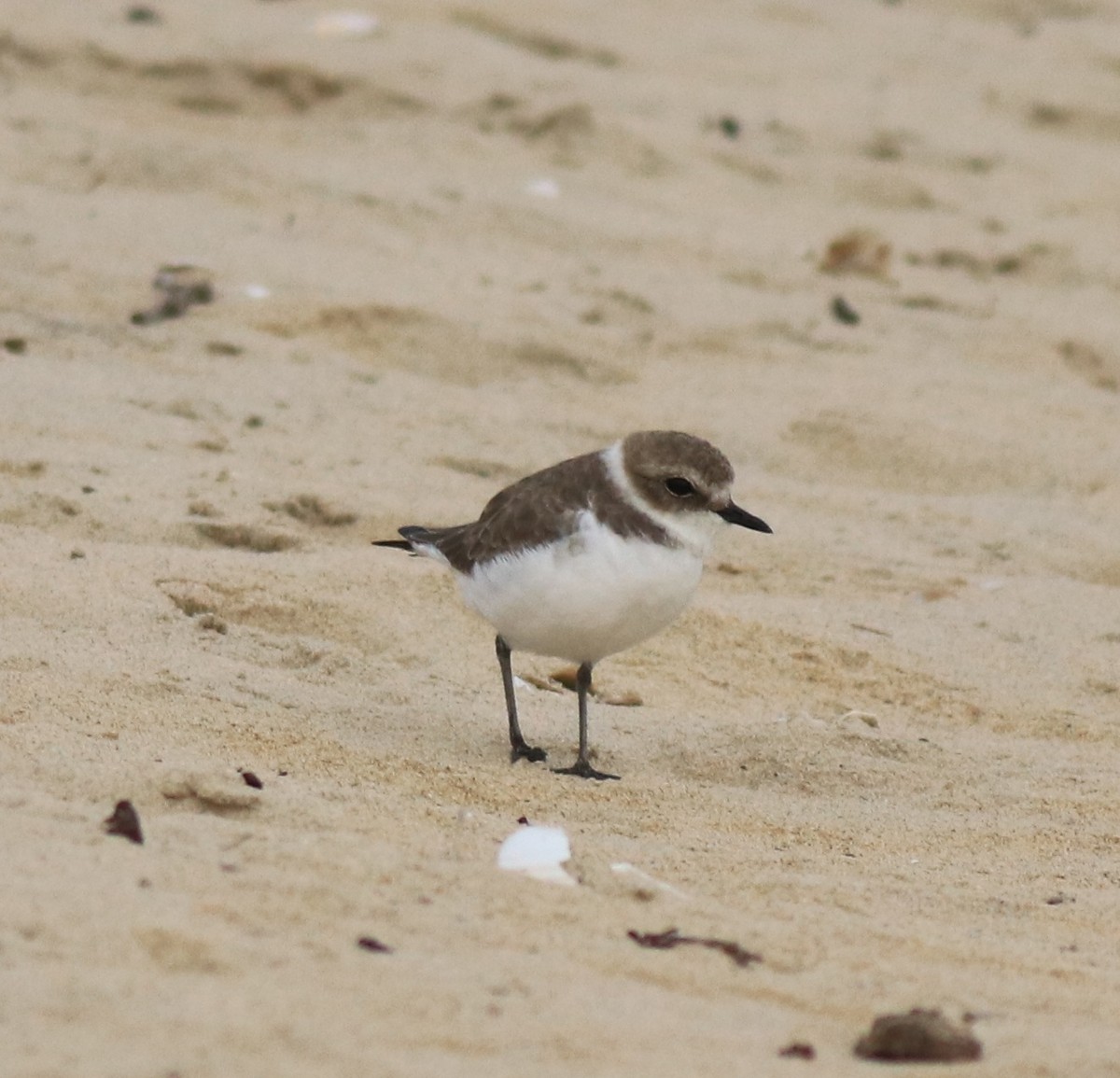 Kentish Plover - ML649385705