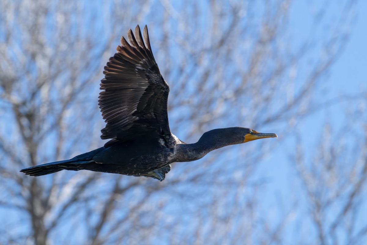 Cormoran à aigrettes - ML649385716